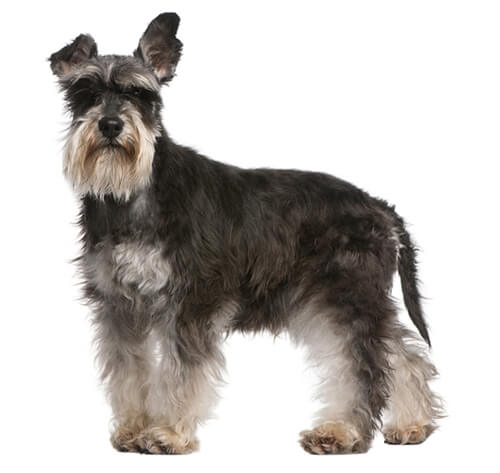 Información sobre la raza de perro Schnauzer miniatura | Purina®